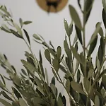 Myrtus